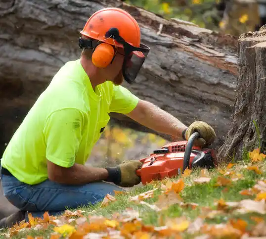 tree services Pine Knot